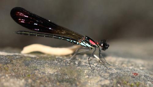 Heliocypha fenestrata